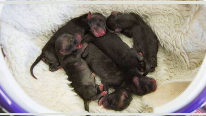 Neugeborene Tiere. Quelle: nashzelenyimir.com
