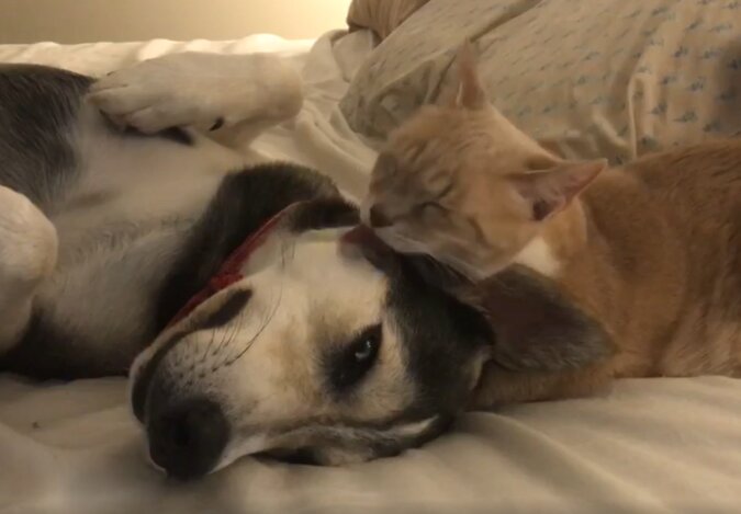 Katze leckt den Hund aus. Quelle: Screenshot Youtube