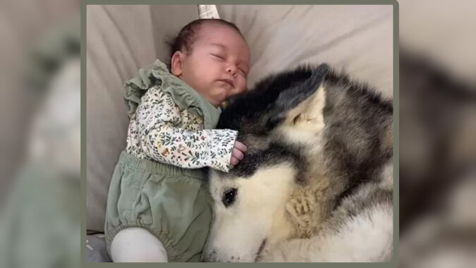 Das Baby mit dem Hasky-Hund. Quelle: ntdtv.com