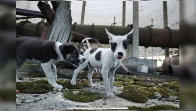 Die Hunde von Tschernobyl. Quelle: YouTube Screenshot