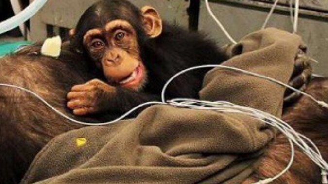 Der kleine Schimpanse mit Mutter. Quelle: petpop.com