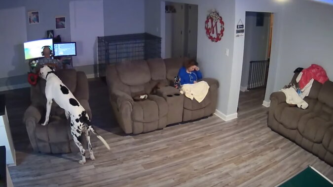 Der Hund im Sessel. Quelle: Screenshot YouTube