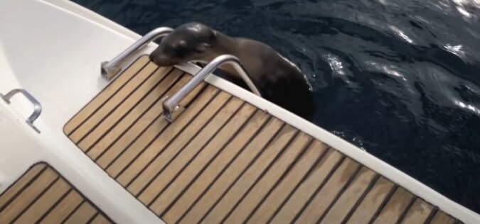 Ein Seelöwe kletterte auf ein Boot und bat die Menschen um Hilfe. Quelle: Youtube Screenshot
