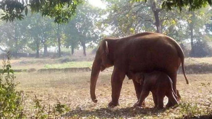 Nette Elefanten: Mutter mit ihrem Kind. Quelle: binokl.com