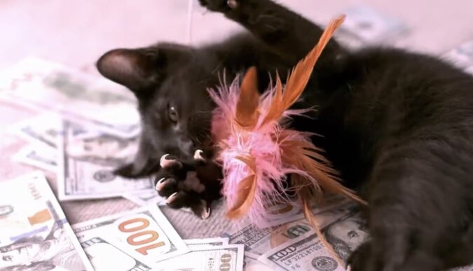 Wie die reichsten Katzen der Welt lebten. Quelle: YouTube Screenshot