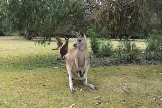 Känguru. Quelle: Screenshot Youtube