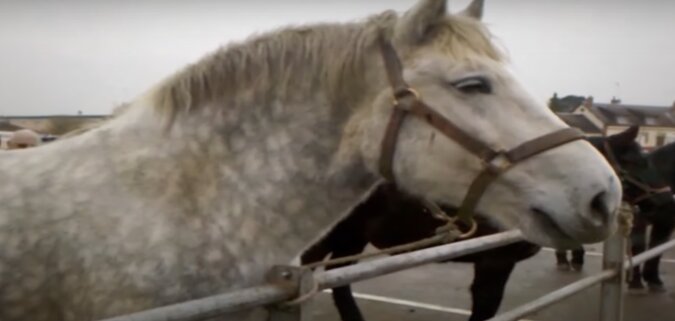 Das größte Pferd der Welt. Quelle: Screenshot YouTube