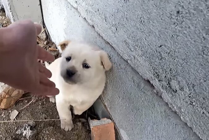 Ein Mann fand einen streunenden Hund. Quelle: YouTube Screenshot